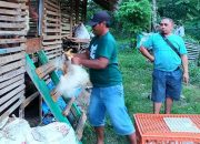 Program SJSP Dongkrak Ekonomi Warga Banggai, Beri Penghasilan Tambahan Hingga Puluhan Juta