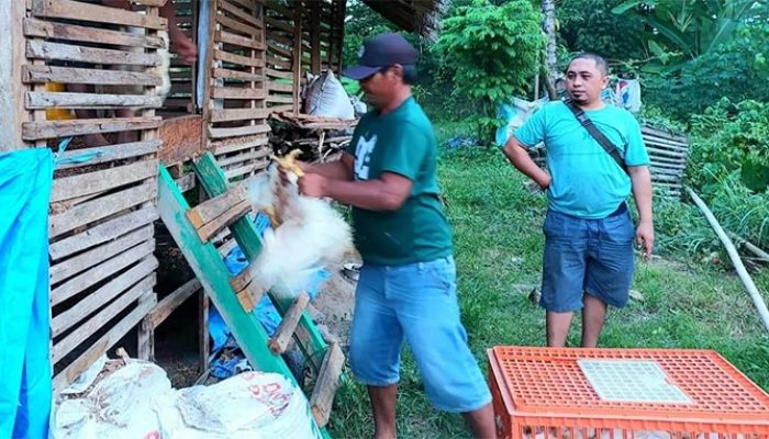 Program SJSP Dongkrak Ekonomi Warga Banggai, Beri Penghasilan Tambahan Hingga Puluhan Juta
