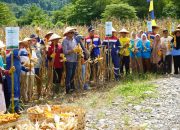 Pertamina EP DMF Bersama Kelompok Tani di Batui Panen Jagung