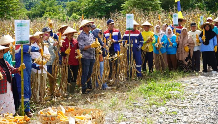 Pertamina EP DMF Bersama Kelompok Tani di Batui Panen Jagung