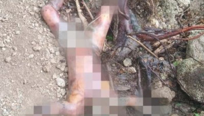Mayat Tanpa Busana Ditemukan Disalah Satu Kebun Milik Warga di Desa Mantangisi, Korban Diduga Dianiaya