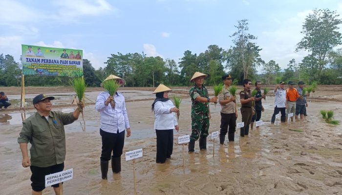 Desa Lemoro Jadi Tempat Penanaman Perdana Padi Sawah Di Touna, Wabup : Ini Bagian Dari Program Ketahanan Pangan Nasional